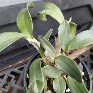 A close-up of a potted Dendrobium orchid plant with green leaves and pale stems, growing in a black plastic pot filled with bark and small stones.