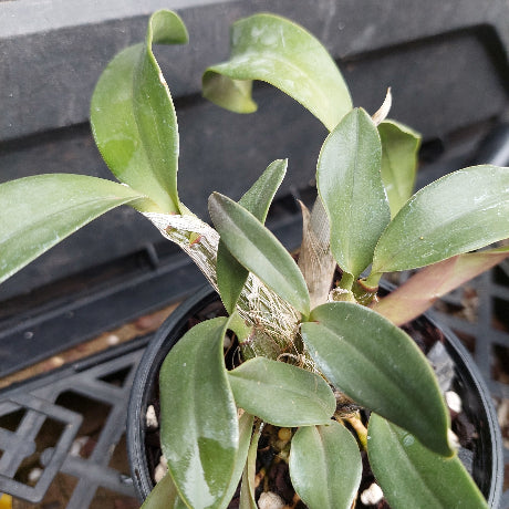 A close-up of a potted Dendrobium orchid plant with green leaves and pale stems, growing in a black plastic pot filled with bark and small stones.