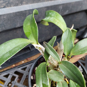 A close-up of a potted Dendrobium orchid plant with green leaves and pale stems, growing in a black plastic pot filled with bark and small stones.