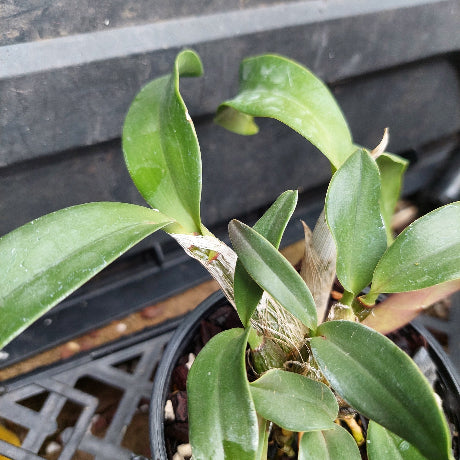 A close-up of a potted Dendrobium orchid plant with green leaves and pale stems, growing in a black plastic pot filled with bark and small stones.