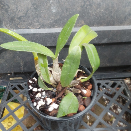  Den. Australian Startburst 'Uluru Orange' 