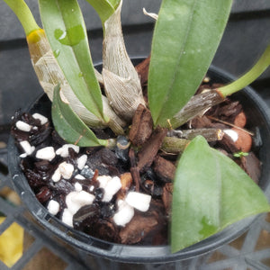 A close-up of a potted orchid plant with green leaves and brown bark-like media, sitting in a black plastic pot. White perlite pieces are visible in the mix.