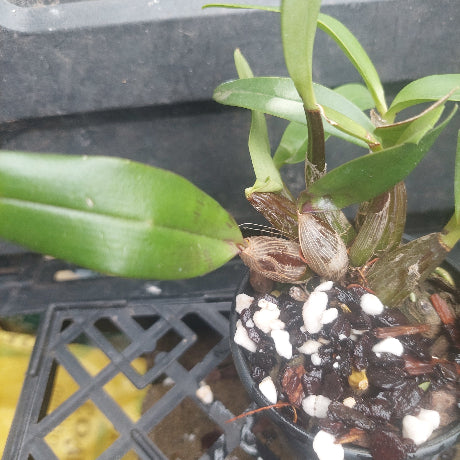  Den. Australian Startburst 'Uluru Orange' 