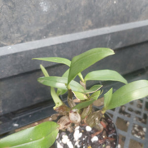  Den. Australian Startburst 'Uluru Orange' 