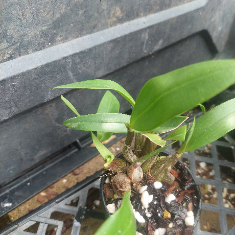  Den. Australian Startburst 'Uluru Orange' 