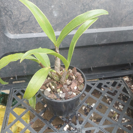  Den. Australian Startburst 'Uluru Orange' 