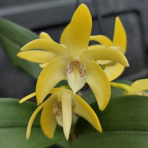 Dendrobium Brimbank Dream