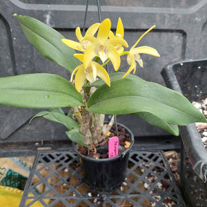 Dendrobium Brimbank Dream