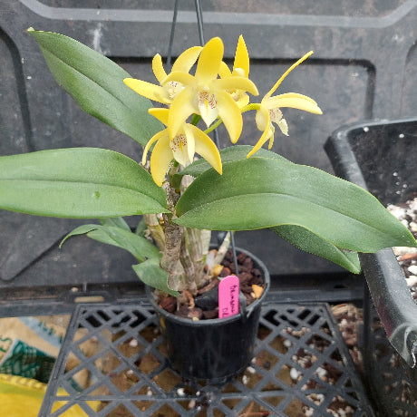 Dendrobium Brimbank Dream
