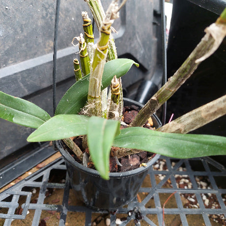 Dendrobium Brimbank Dream