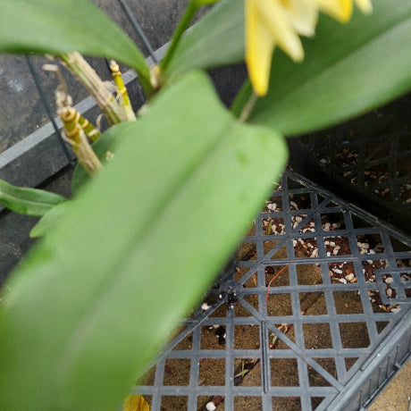 Dendrobium Brimbank Dream