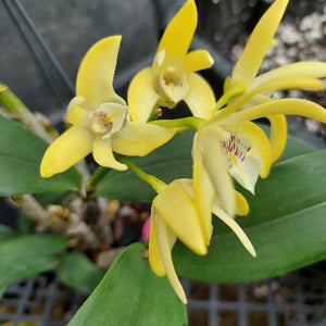 Dendrobium Brimbank Dream