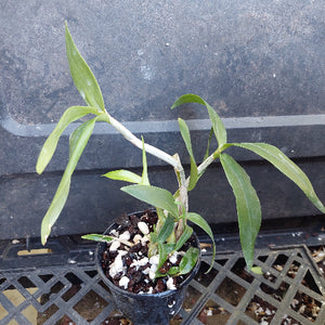 Three small potted green orchid plants in black nursery pots on a black plastic tray, with handwritten yellow price tags attached.