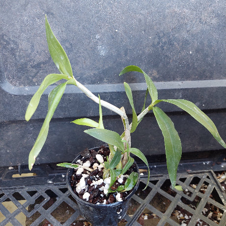 Three small potted green orchid plants in black nursery pots on a black plastic tray, with handwritten yellow price tags attached.