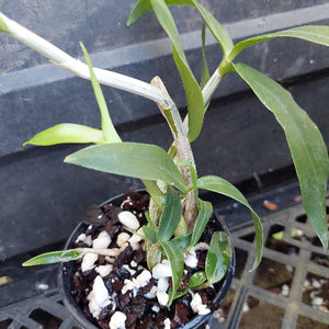 A small potted green plant with long narrow leaves and a pale stem, growing in a black plastic pot filled with dark bark and white perlite, photographed against a dark greenhouse background.