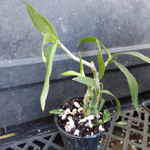 A small potted green plant with long narrow leaves growing in a black plastic nursery pot filled with bark and white perlite, set against a dark gray plastic nursery wall.