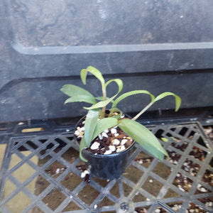 Three small potted green orchid plants in black nursery pots on a black plastic tray, with handwritten yellow price tags attached.