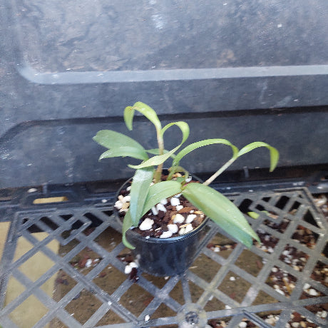 Three small potted green orchid plants in black nursery pots on a black plastic tray, with handwritten yellow price tags attached.