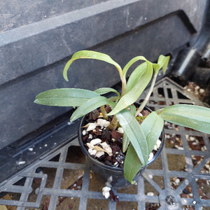 A small green leafy plant in a black plastic nursery pot filled with soil and white perlite, sitting on a black plastic tray.