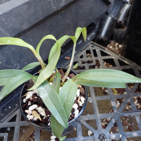 A small potted green plant with long, slender leaves in a black nursery pot filled with white perlite and dark bark, sitting on a black plastic tray.