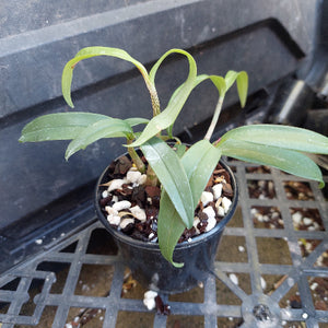A small green leafy plant in a black plastic nursery pot filled with soil and white perlite, sitting on a black plastic tray.
