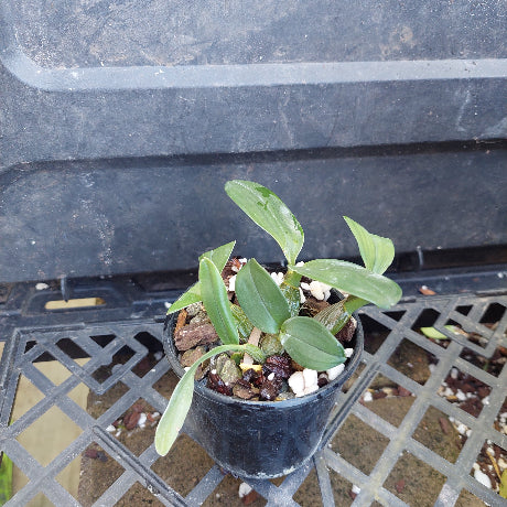 Cattleya Laelia Interceps 