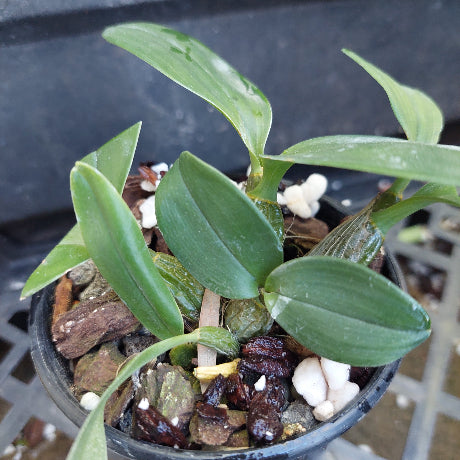 A close-up of a potted green orchid plant with broad glossy leaves, growing in a black plastic pot filled with bark, small white stones, and a few brown dried buds.