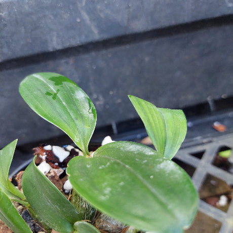 Close-up of a green leafy plant with glossy leaves growing in a small pot with bark and white perlite, set against a dark plastic tray background.