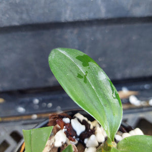 A close-up of a green orchid leaf with white mottling and spots, growing in a small pot with perlite and bark.