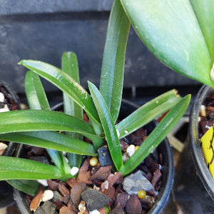 A close-up of a green leafy plant in a black plastic nursery pot filled with bark, small white stones, and a few yellow beads.