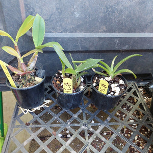 A close-up of a potted green orchid plant with broad glossy leaves, growing in a black plastic pot filled with bark, small white stones, and a few brown dried buds.