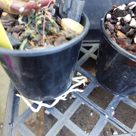 A close-up of a black plastic nursery pot containing a dried or damaged plant with brown and green foliage, sitting on a metal grid shelf next to another pot.