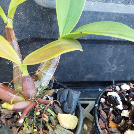A close-up of a potted green orchid plant with broad glossy leaves, growing in a black plastic pot filled with bark, small white stones, and a few brown dried buds.