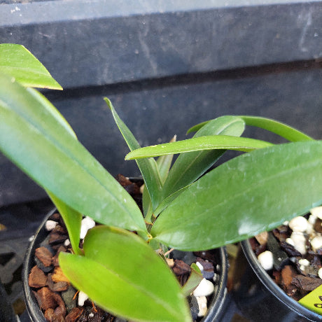 A close-up of a green leafy plant in a small black nursery pot filled with bark and white stones, photographed against a dark gray container.