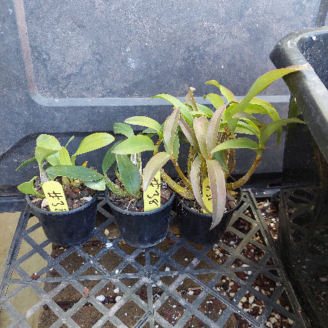 A close-up of a potted green orchid plant with broad glossy leaves, growing in a black plastic pot filled with bark, small white stones, and a few brown dried buds.