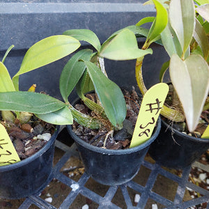 A close-up of a potted green orchid plant with broad glossy leaves, growing in a black plastic pot filled with bark, small white stones, and a few brown dried buds.