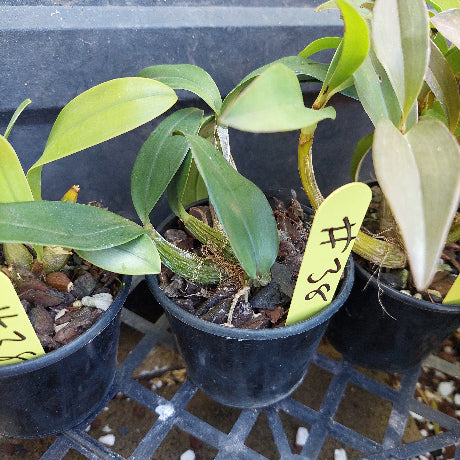 A close-up of a potted green orchid plant with broad glossy leaves, growing in a black plastic pot filled with bark, small white stones, and a few brown dried buds.