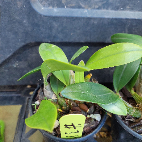 A close-up of a potted green orchid plant with broad glossy leaves, growing in a black plastic pot filled with bark, small white stones, and a few brown dried buds.