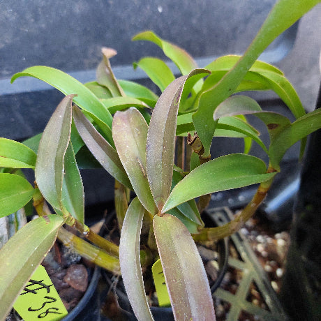 A close-up of a potted Dendrobium orchid plant with green to brownish-green leaves, growing in a black plastic pot with peat-based substrate. A small yellow tag is visible at the lower left.