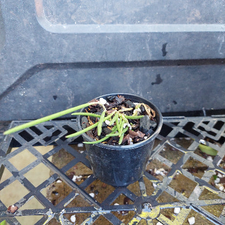 A close-up of a potted green orchid plant with broad glossy leaves, growing in a black plastic pot filled with bark, small white stones, and a few brown dried buds.