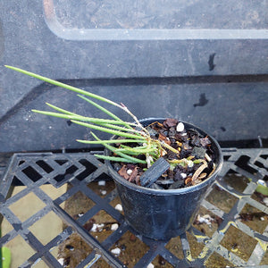 A close-up of a potted green orchid plant with broad glossy leaves, growing in a black plastic pot filled with bark, small white stones, and a few brown dried buds.
