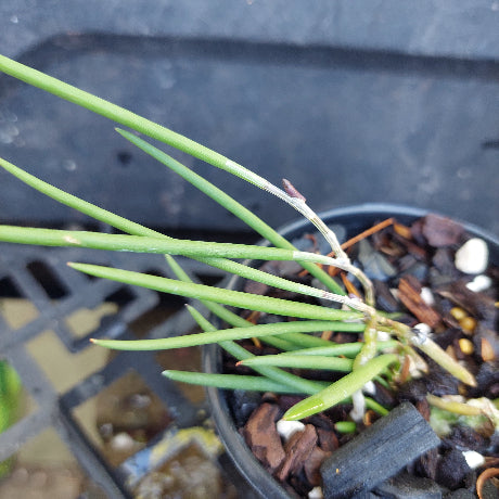 A close-up of a potted green orchid plant with broad glossy leaves, growing in a black plastic pot filled with bark, small white stones, and a few brown dried buds.