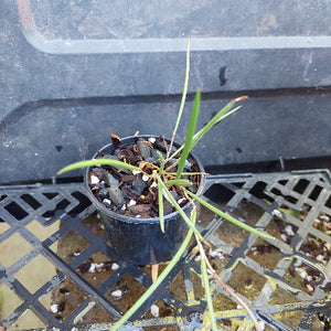 Dockrillia orchid