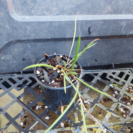 Dockrillia orchid