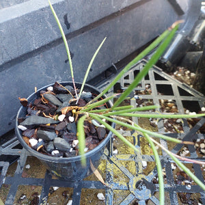 Dockrillia Orchid