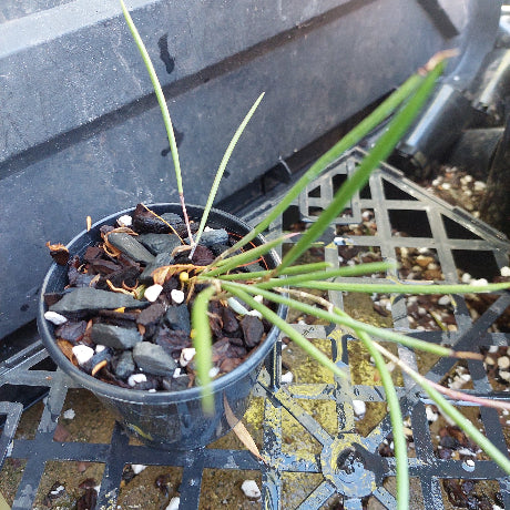 Dockrillia Orchid