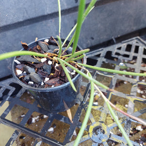Dockrillia Orchid