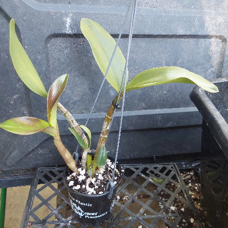 Dendrobium Avrls gold in a pot