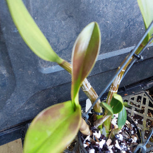 Dendrobium Avrls gold in a pot