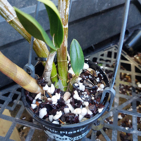 Dendrobium Avrls gold in a pot
